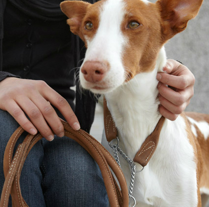 Koppel - Halsband - Selar