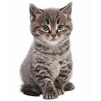 KATTILLBEHÖR