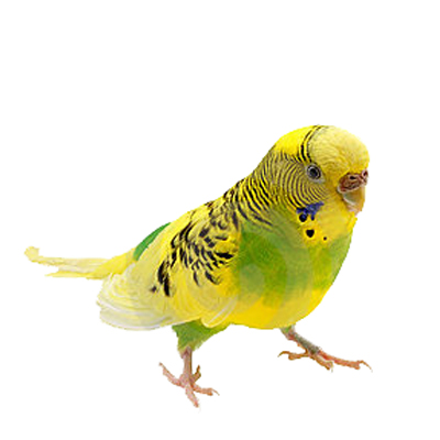 FÅGEL TILLBEHÖR
