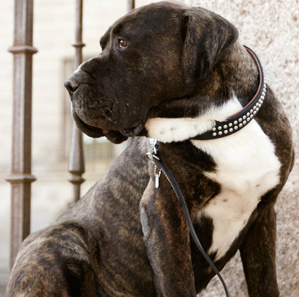Rundsydda Halsband