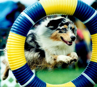 Agility Produkter