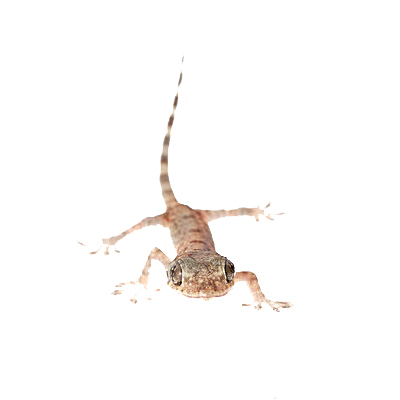 REPTILTILLBEHÖR