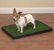 Petsters Clean Go Pet Indoor Dog Potty
