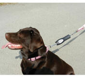 Pet DOG-e-Walk Basic 
