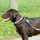 DOG-e-Walk Basic - bild 6