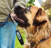 Pet DOG-e-Walk Premium