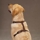 Petsters Nylon Selar - bild 2