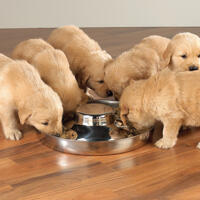 ProSelect Puppy Matskål