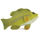 Grriggles Freshwater Fish - bild 4