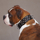 Petsters Deluxe Spiked Leather Dog Collars, Svart - bild 2