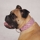 Petsters Deluxe Spiked Leather Dog Collars, Rosa - bild 2