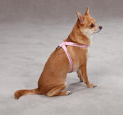 ES Fashion Gemstone Sele, Pink