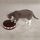 Savvy Tabby Cookie Challenge Katt Leksak - bild 3