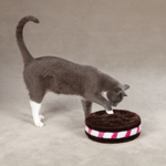 Savvy Tabby Cookie Challenge Katt Leksak