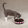 Savvy Tabby Cookie Challenge Katt Leksak - bild 1