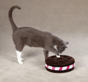 Savvy Tabby Cookie Challenge Katt Leksak