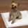 Advance Wet Check Training Pads 100-Pack - bild 3