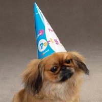 HUND - Fest - Kostymer - Övrigt - Pet Studio Party Hatt 6-Pack