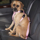 Petsters Cruising Companion Bilsele, Rosa - bild 1