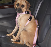 Petsters Cruising Companion Bilsele, Rosa