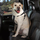 Petsters Cruising Companion Bilsele, Svart - bild 1