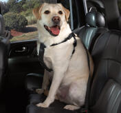 Petsters Cruising Companion Bilsele, Svart