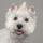 Top Performance Hair Styling Dog Gel, Hårgele - bild 2