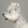 Top Performance Hair Styling Dog Gel, Hårgele - bild 3