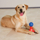 Zanies Puzzle Station Toy - bild 8