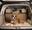GG Quilted Microfiber Bagage Skydd, Cappuccino