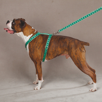 HUND - Koppel - Halsband - Selar - Selar - Motiv & Strass - GG Sele med Tasstryck, Grön
