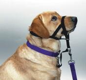 Halti Headcollars, Nossele
