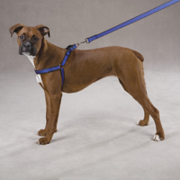 HUND - Koppel - Halsband - Selar - Selar - Nylon - Petsters Cushion Vadderad Reflex Sele, Blå