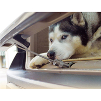 HUND - Hundburar - Transport - Väskor - Biltillbehör - Reseskålar - Kylsystem - Walky Lock, Friskluftskrok