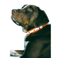 Blinkande Halsband