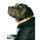 Blinkande Halsband - bild 1