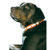 Blinkande Halsband